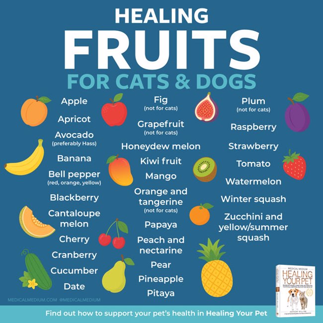 Healing Fruits For Cats And Dogs