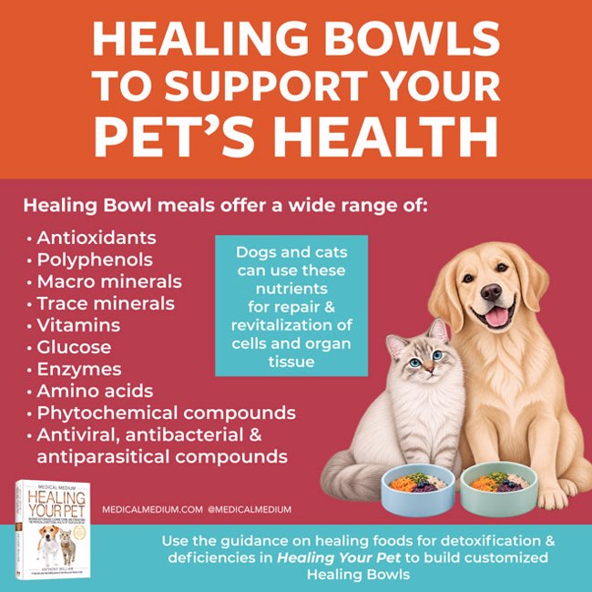 Healing Bowls To Support Your Pet’s Health