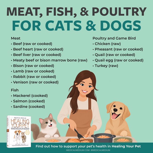 Meat Fish And Poultry For Cats And Dogs