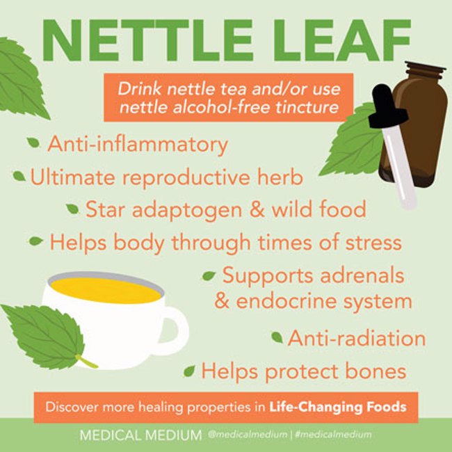 Nettle Leaf -  Reproductive, Adrenal, & Hormone Helper