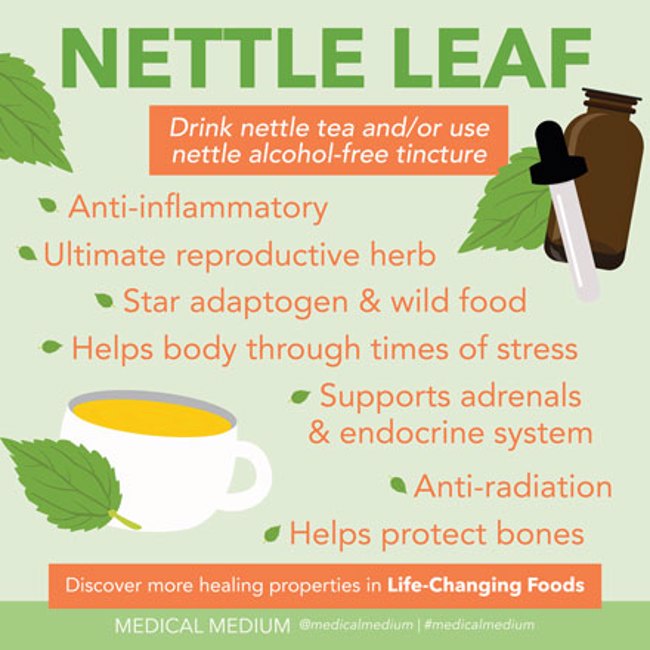 Nettle Leaf - Reproductive, Adrenal, & Hormone Helper