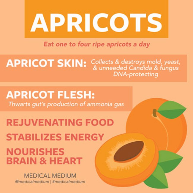 Apricots: Rejuvenation Fruit
