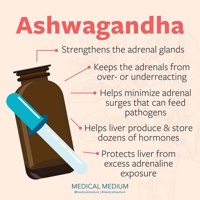 Ashwagandha: Adrenal Strengthener