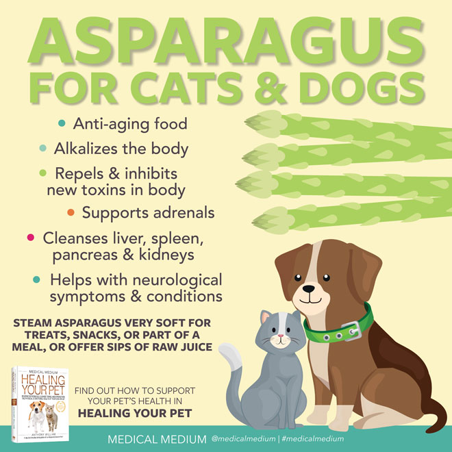 Asparagus For Cats And Dogs