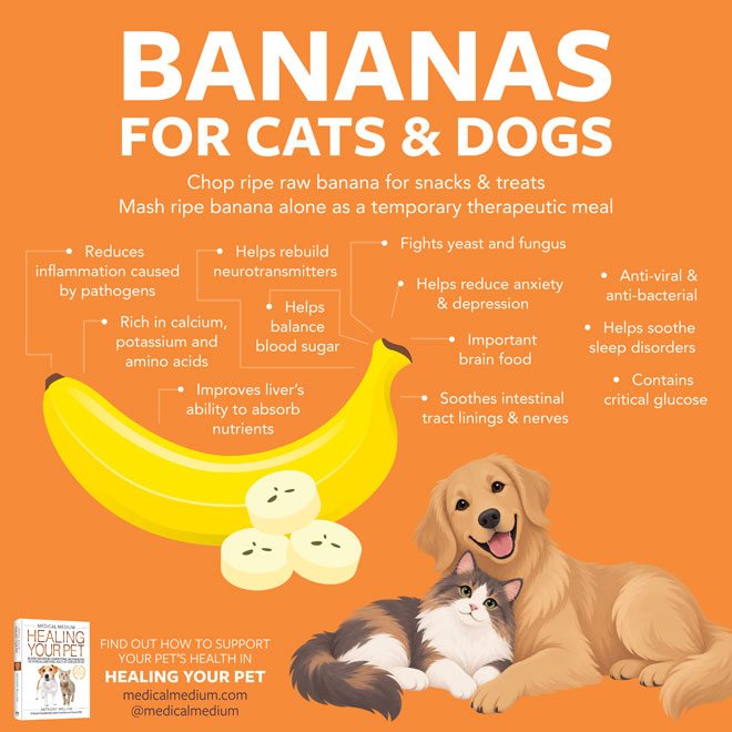 Bananas For Cats And Dogs