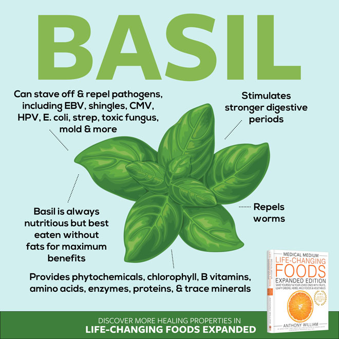 Basil
