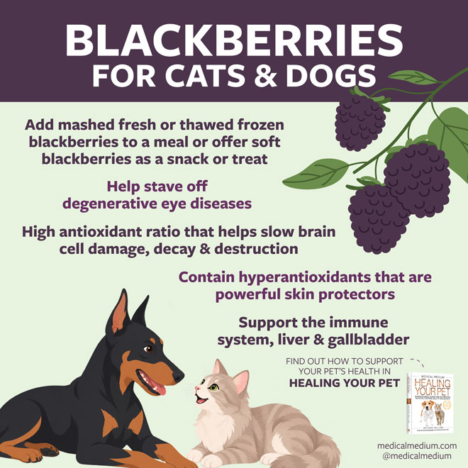 Blackberries For Cats And Dogs