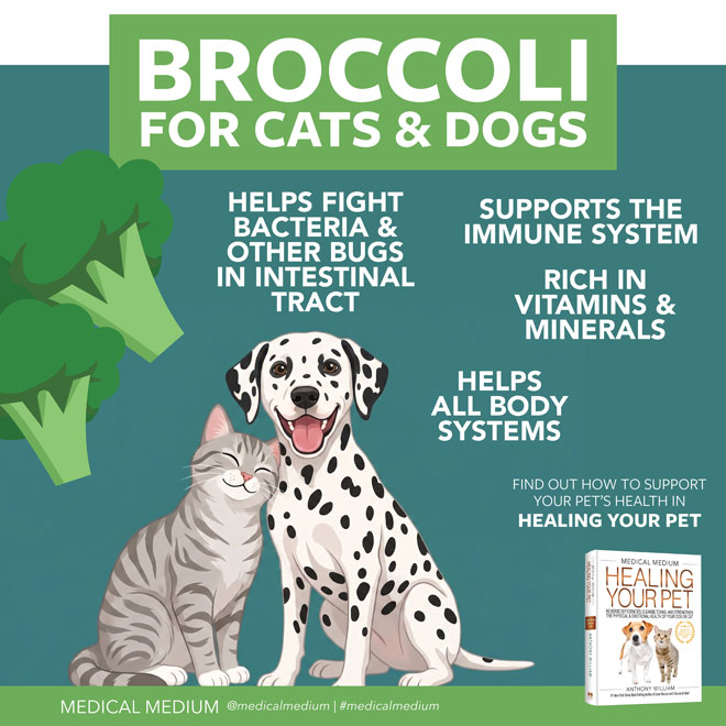 Broccoli For Cats And Dogs
