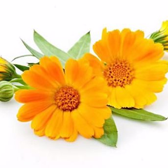 Calendula