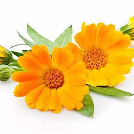 Calendula