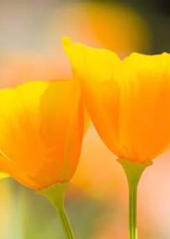 California Poppy