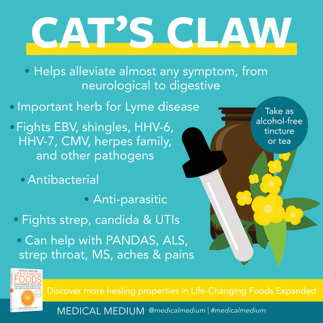 Cat's Claw: Life-Changing Herb