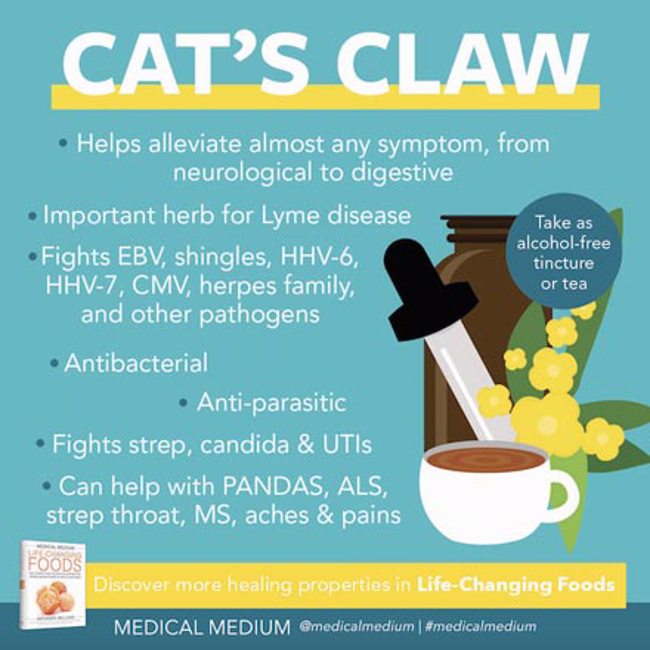 Cat's Claw: Life-Changing Herb