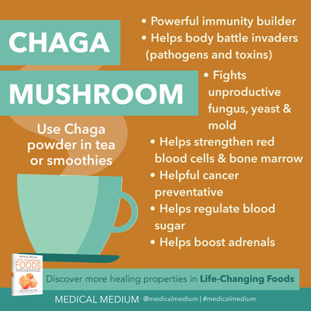 Chaga Mushroom: Immune Builder