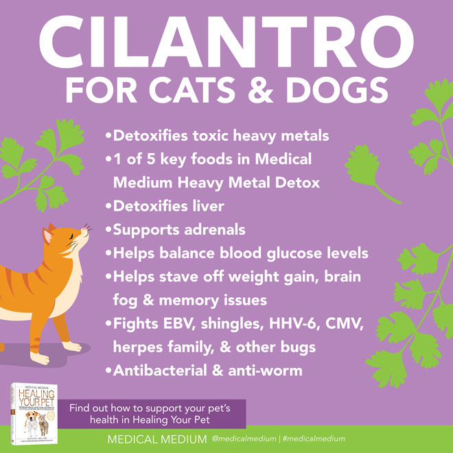 Cilantro For Cats And Dogs