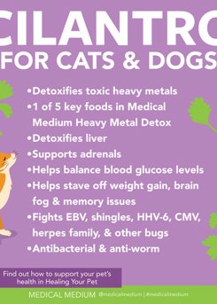 Cilantro For Cats And Dogs