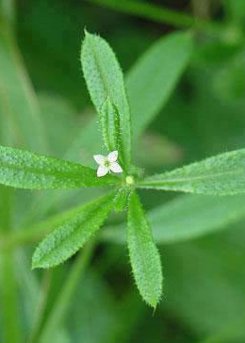 Cleavers