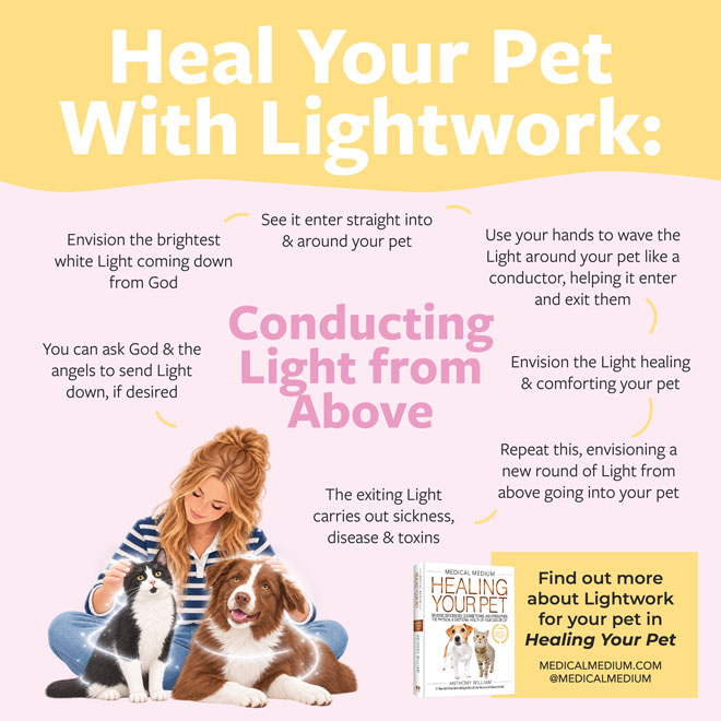 Heal Your Pet With Lightwork: Conducting Light from Above 