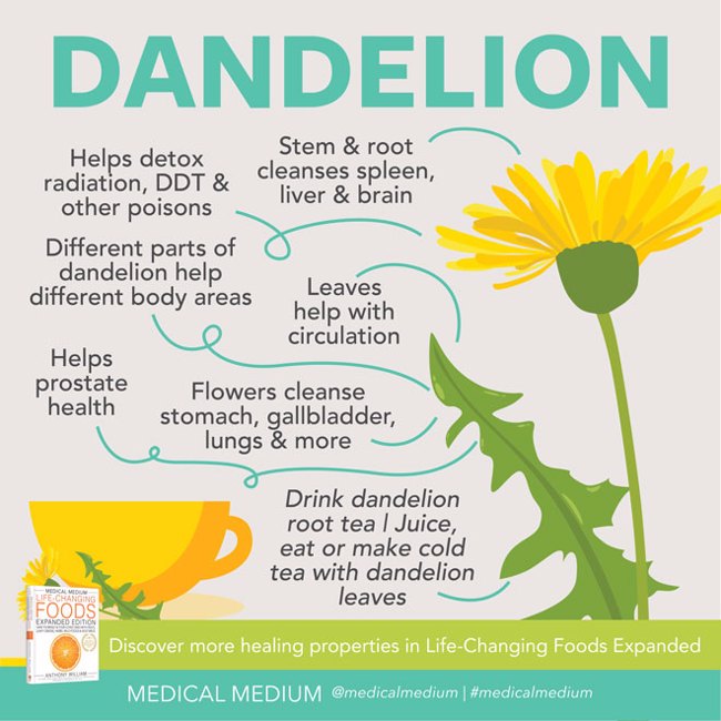Dandelion: Powerful Cleanser