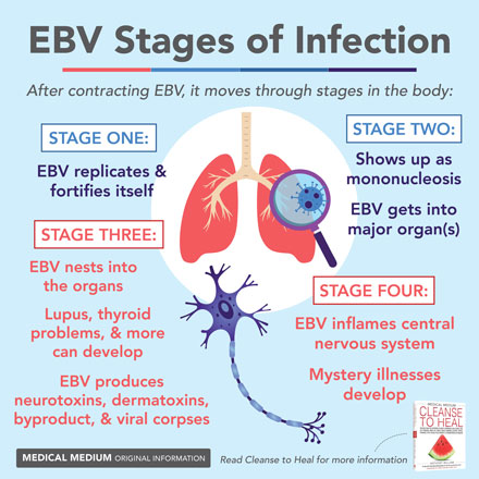 EBV Stages of Infection