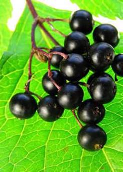 Elderberries