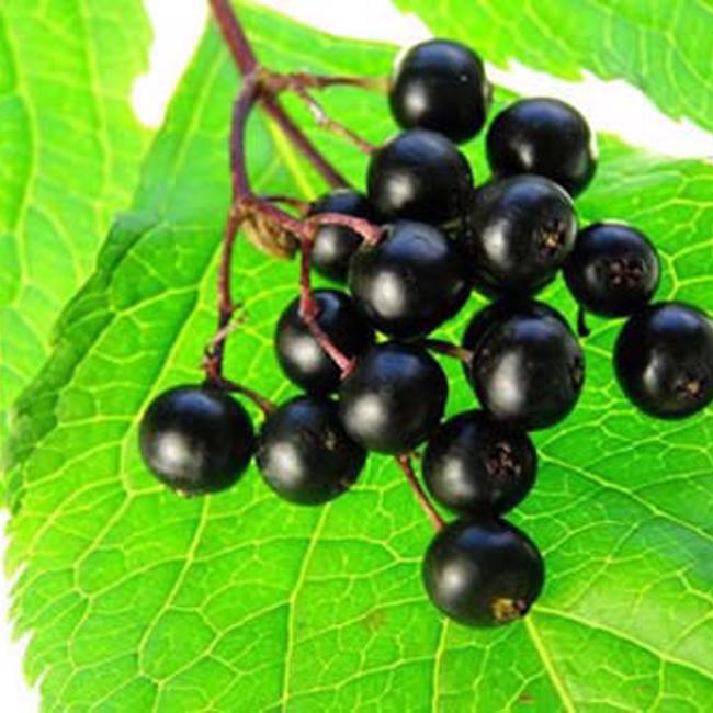 Elderberries