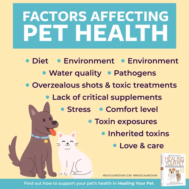 Factors Affecting Pet Health