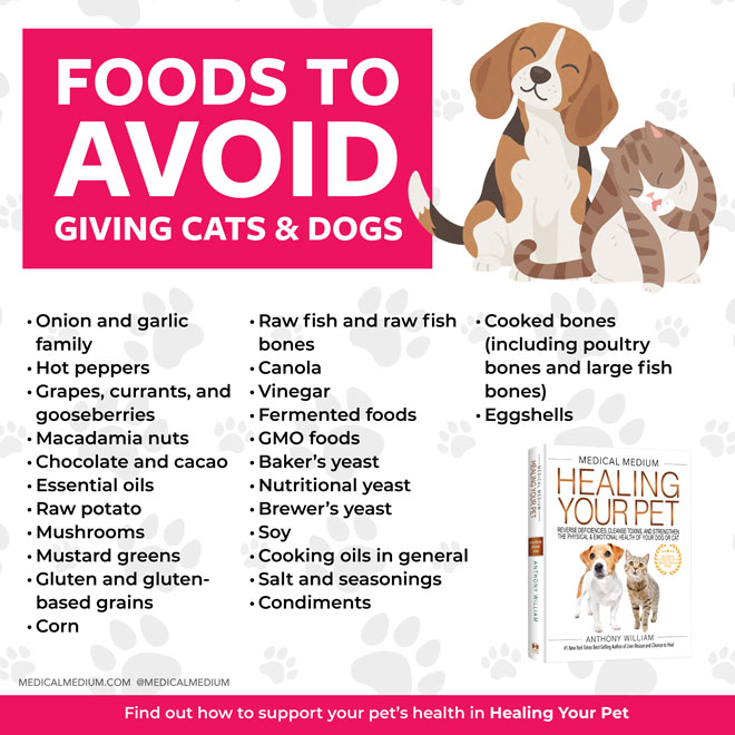 Foods To Avoid Giving Cats And Dogs
