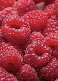 Fruit Fear 