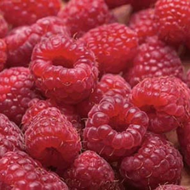 Fruit Fear 