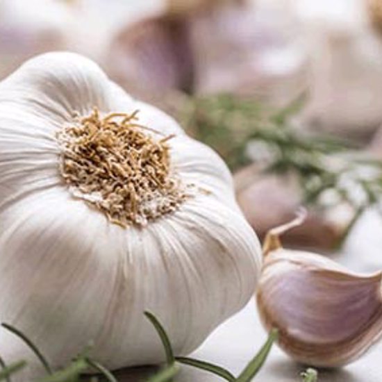 Garlic