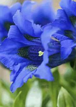 Gentian