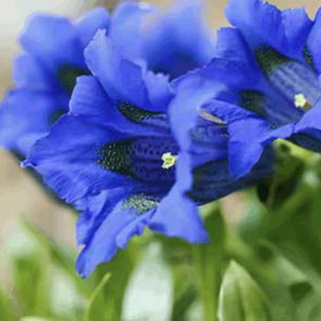 Gentian
