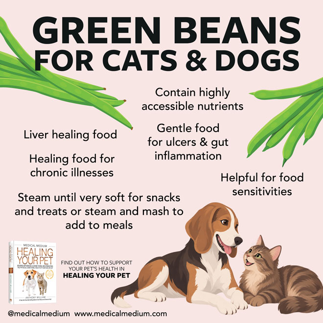 Green Beans For Cats And Dogs