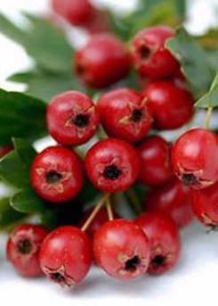 Hawthorn Berry