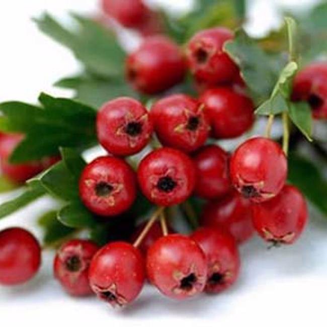 Hawthorn Berry