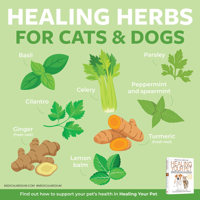 Healing Herbs For Cats And Dogs