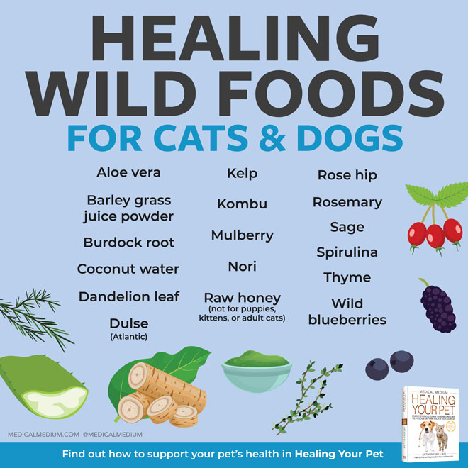 Healing Wild Foods For Cats And Dogs