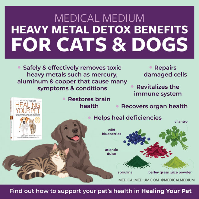 Heavy Metal Detox Benefits For Cats and Dogs