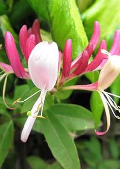 Honeysuckle