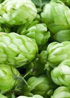 Hops