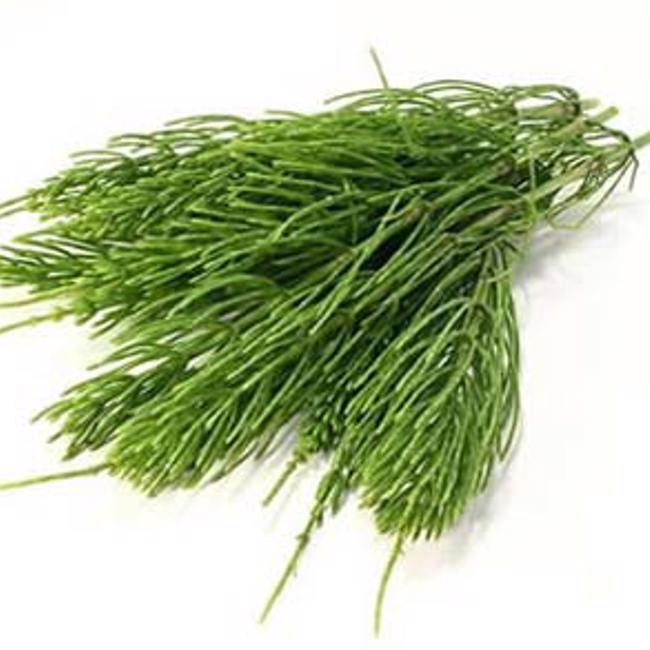 Horsetail