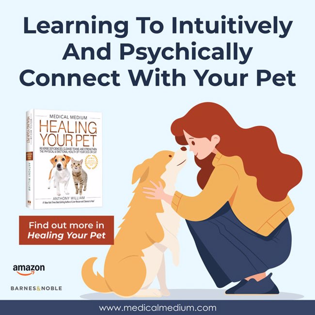 Learning To Intuitively And Psychically Connect With Your Pet