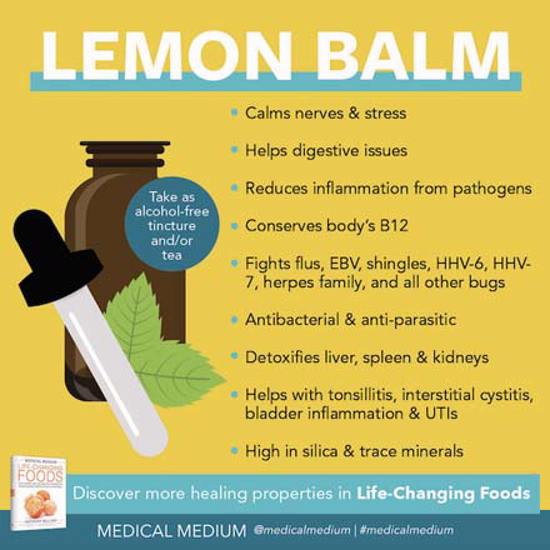 Lemon Balm: A Life-Changing Herb 