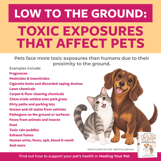 Low To The Ground: Toxic Exposures That Affect Pets