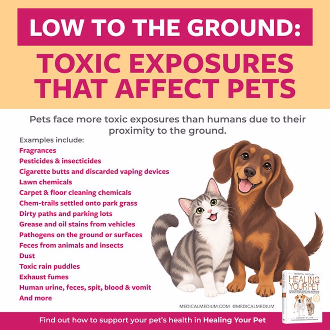Low To The Ground: Toxic Exposures That Affect Pets