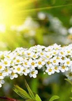 Meadowsweet