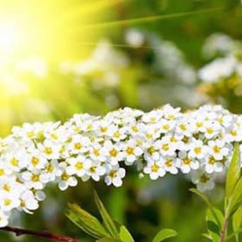 Meadowsweet