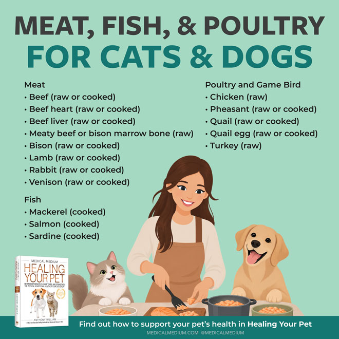 Meat Fish And Poultry For Cats And Dogs