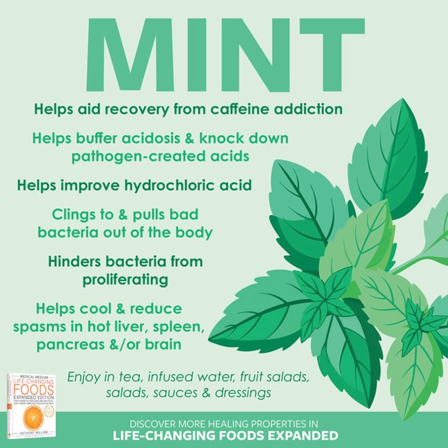 Mint